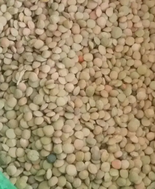 عدس|خوردنی و آشامیدنی|دورود, |دیوار