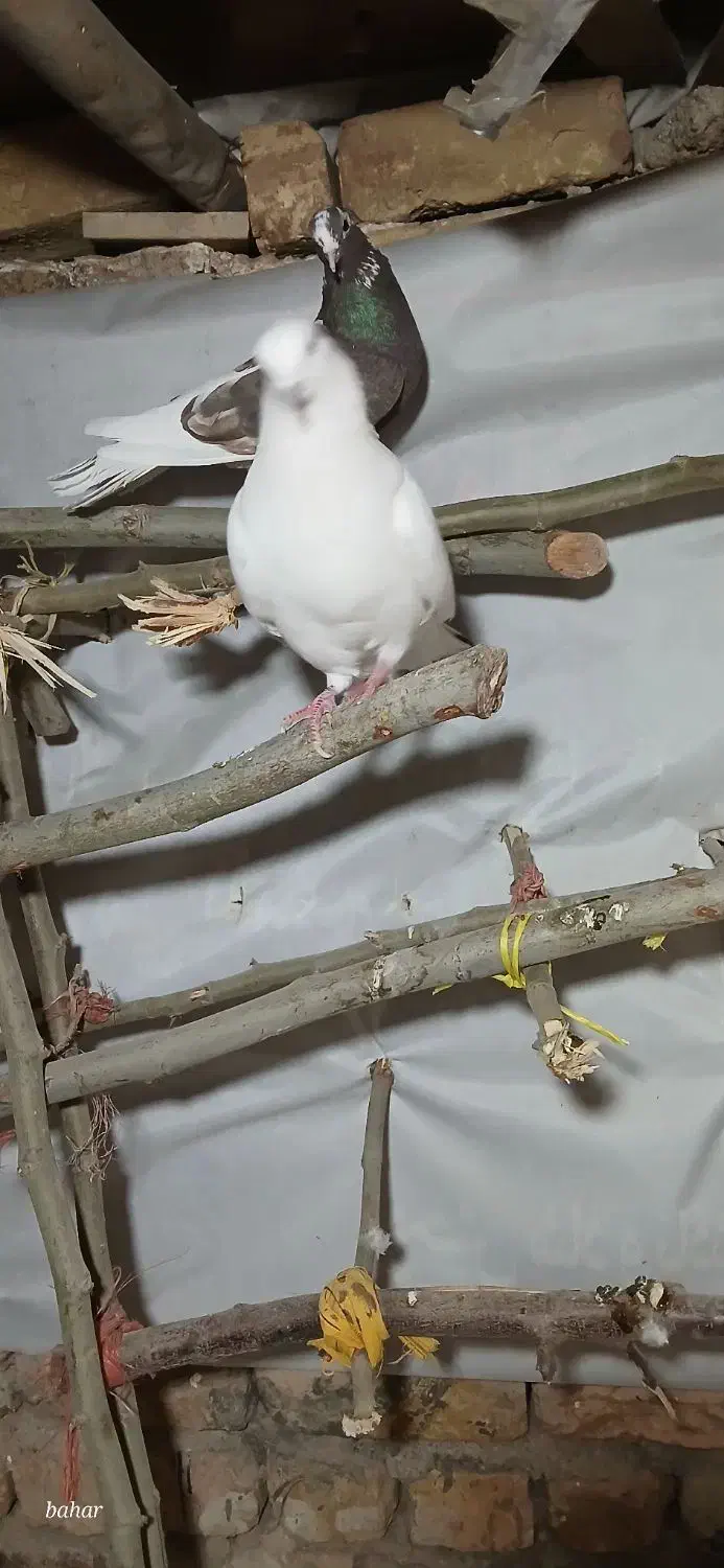 کبوتر|پرنده|ضیاء آباد, |دیوار