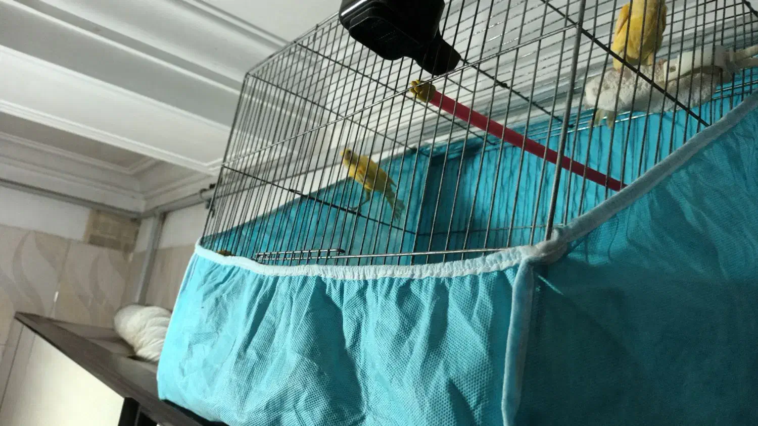 قناری نر و ماده خواهر و برادر|پرنده|بابل, |دیوار