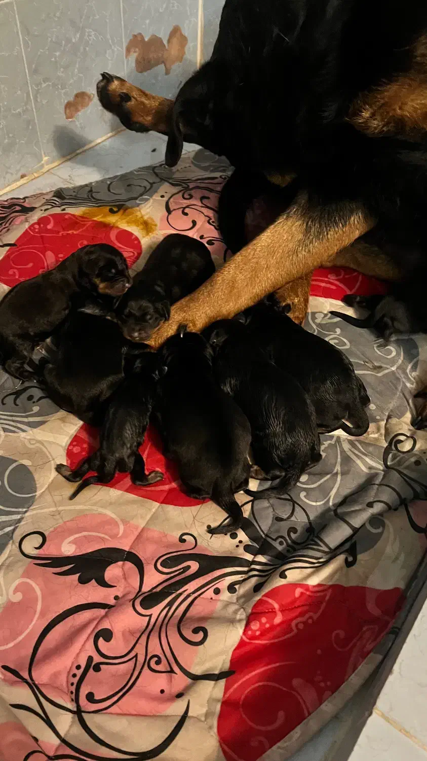 روتوایلر|سگ|تهران, زعفرانیه|دیوار