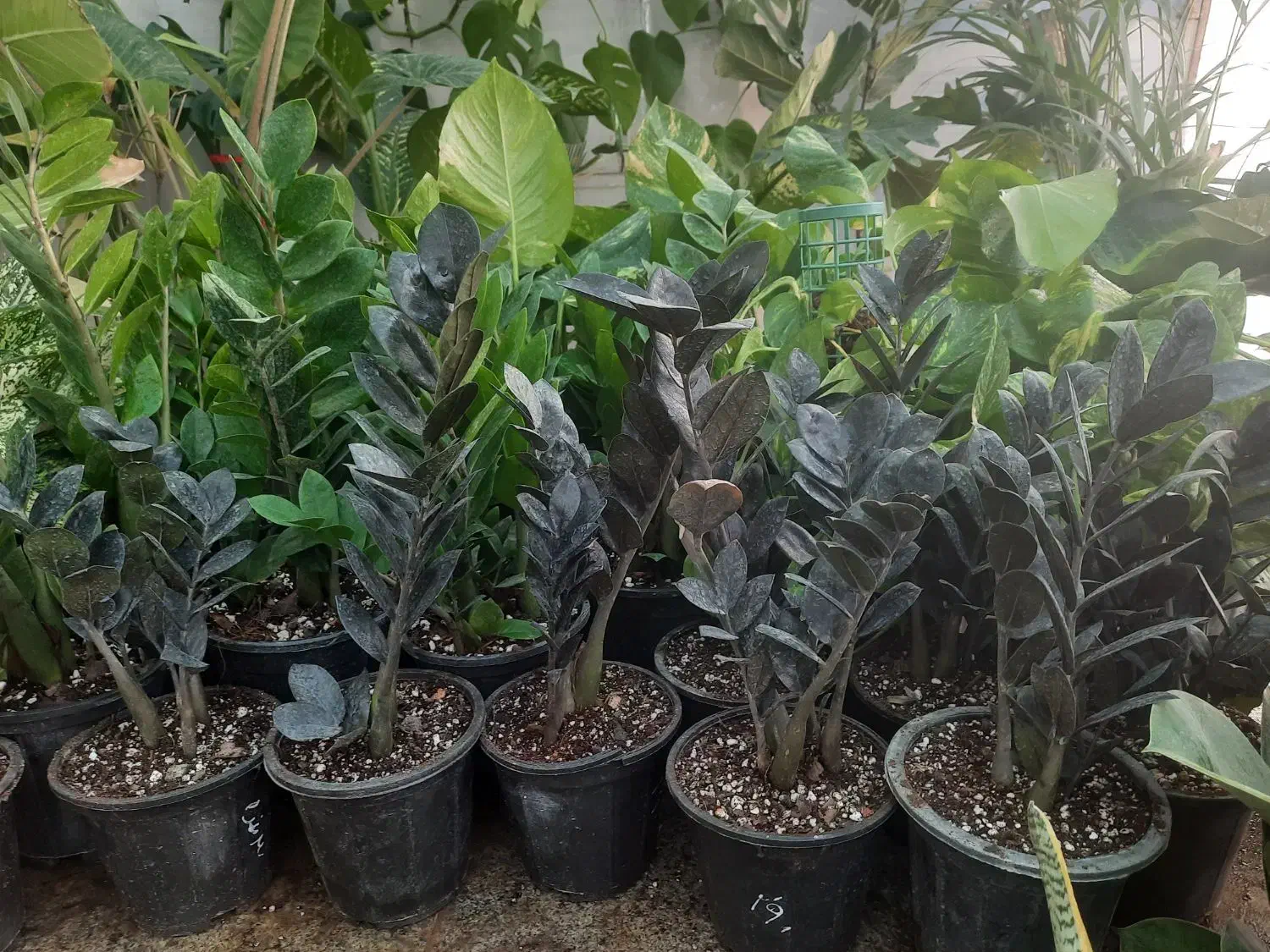 گل طبیعی زامفولیا تنه قوی|گل و گیاه طبیعی|فردوس (خراسان), |دیوار