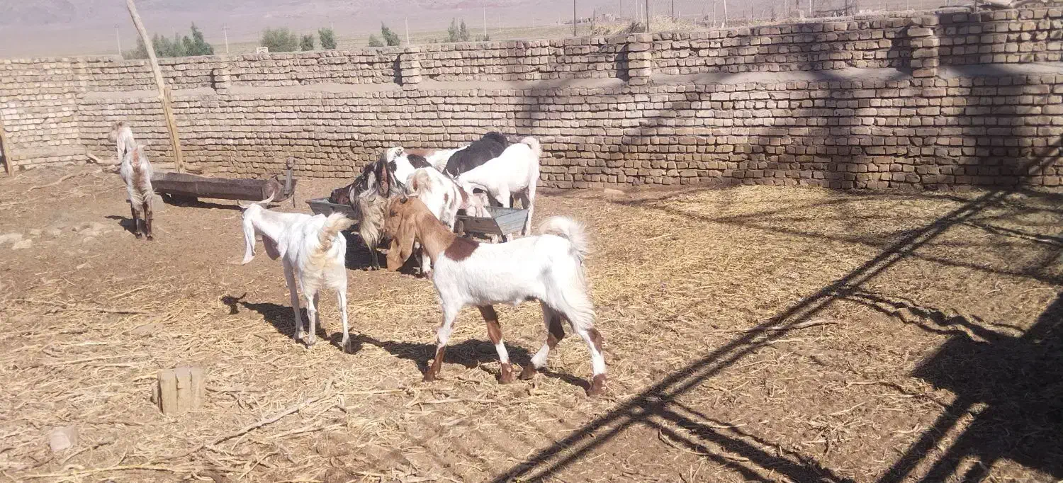 بز فروشی|حیوانات مزرعه|بردسکن, |دیوار