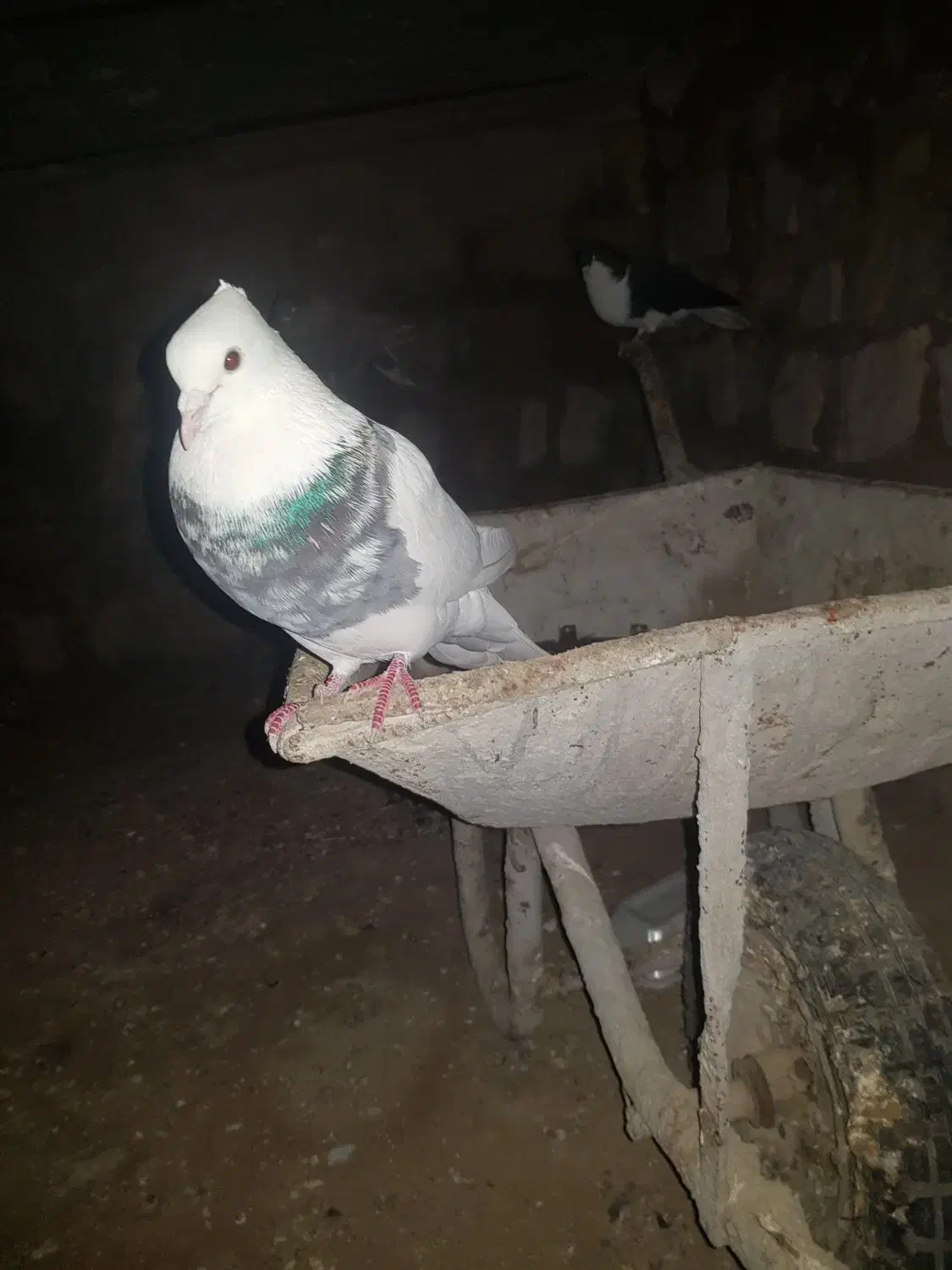 کفتر رنگ|حراج|لار, |دیوار