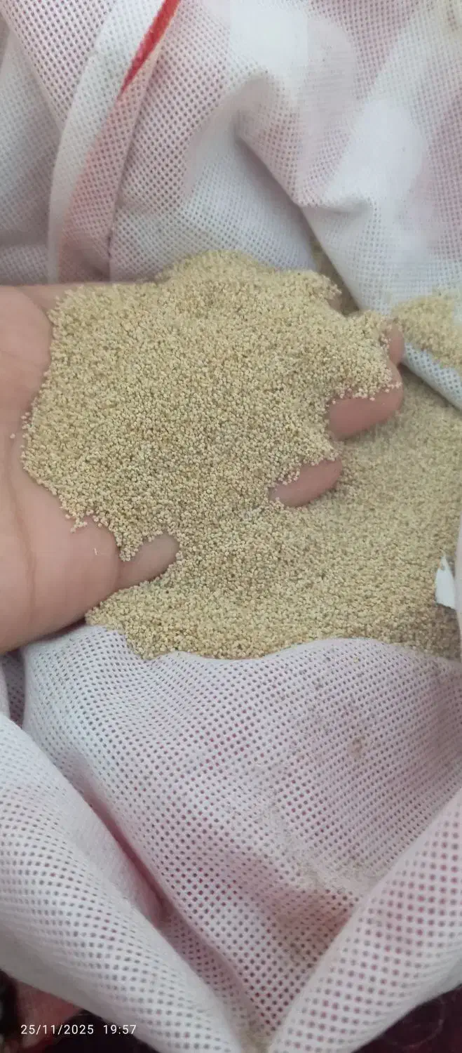 بذر اصلی درجه یک،توم|گل و گیاه طبیعی|کوهدشت, |دیوار