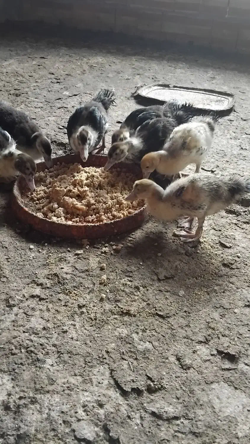 فروش اردک اسرائیلی ۲ماهه|حیوانات مزرعه|لوندویل, |دیوار