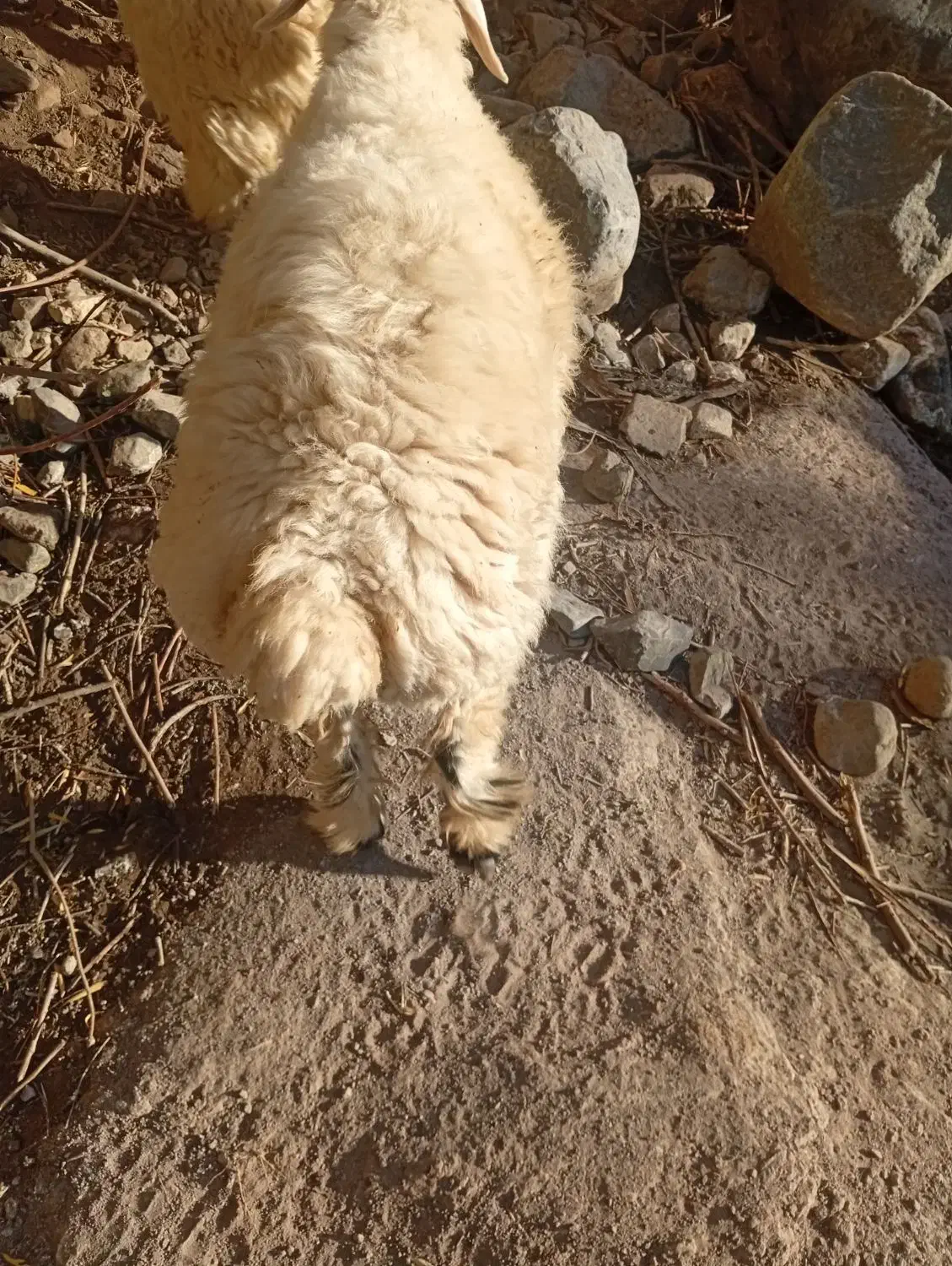 میش و بره|حیوانات مزرعه|رابر, |دیوار