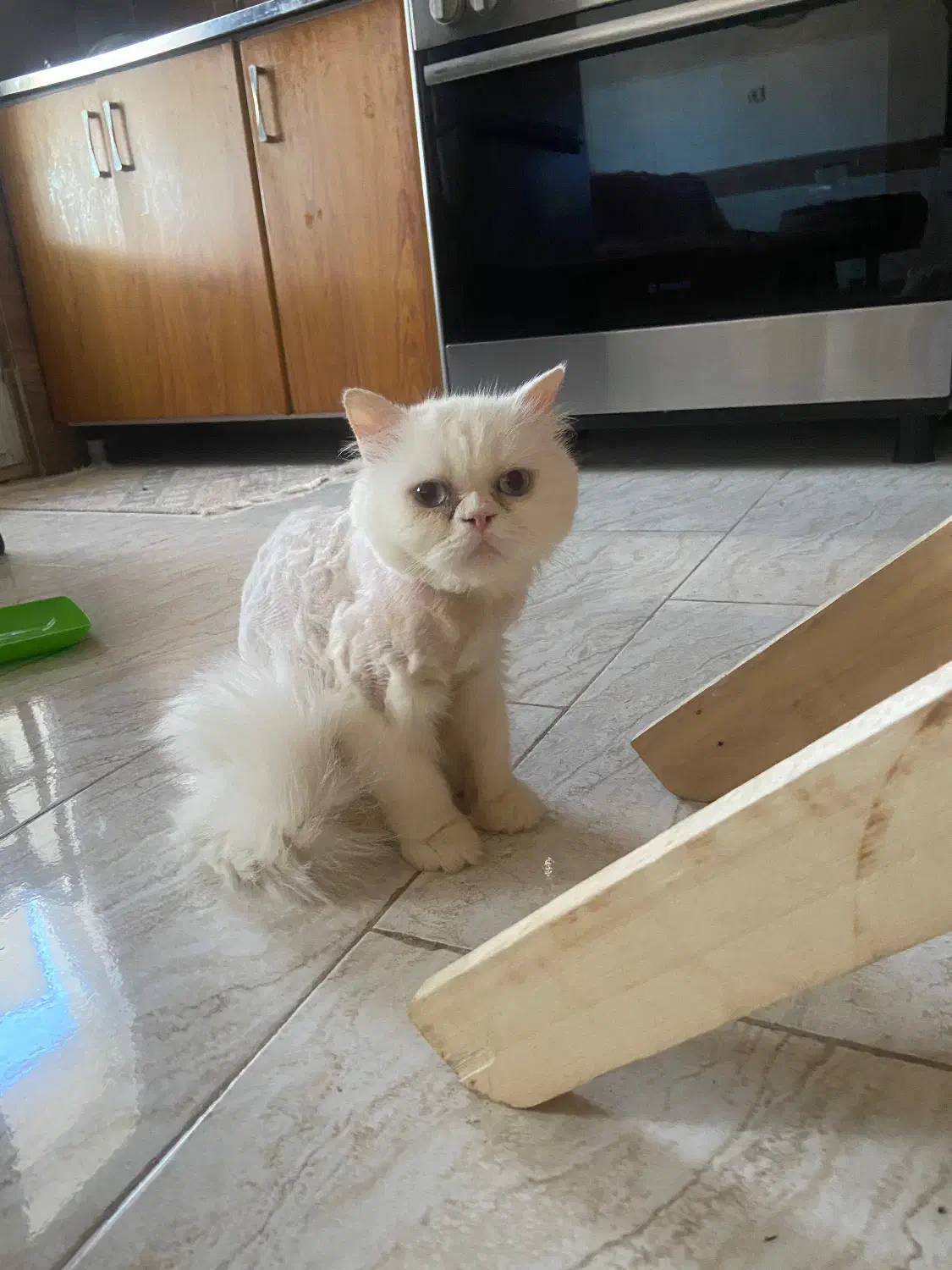 گربه پرشین|گربه|گرگان, |دیوار