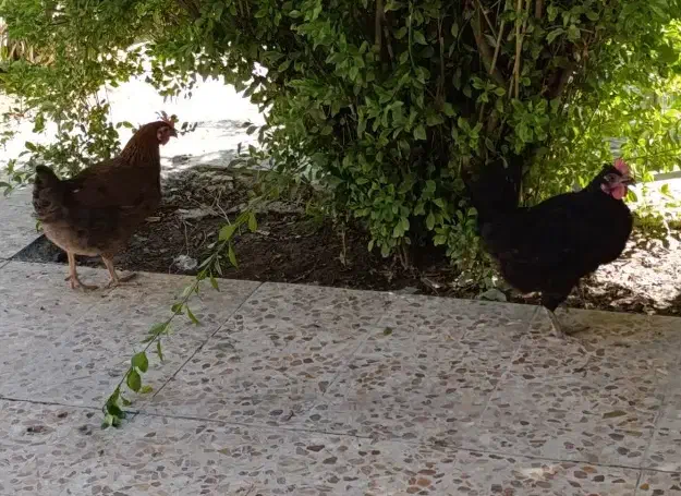 مرغ ـ قلعه تل|حیوانات مزرعه|باغ ملک, |دیوار