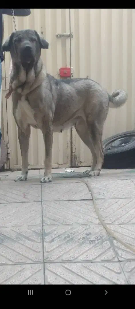 گمشده....گمشده مژدگانی|حیوانات|مرند, |دیوار