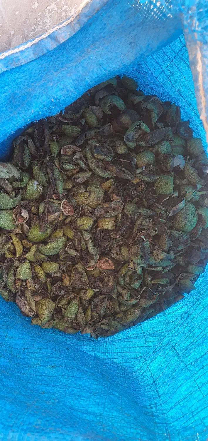 پوست گردو|گل و گیاه طبیعی|شیراز, شهرک بهشتی|دیوار