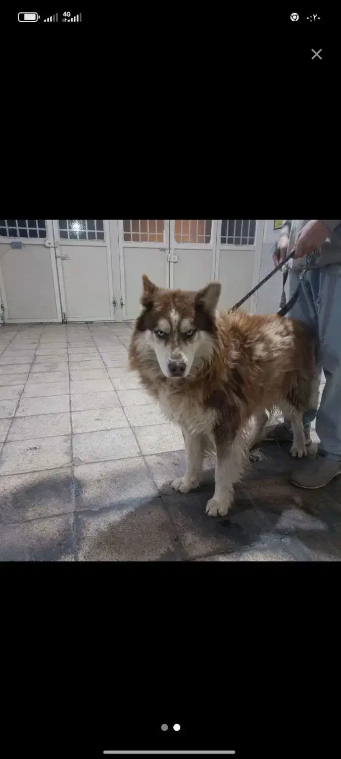 سگ هاسکی|سگ|تایباد, |دیوار