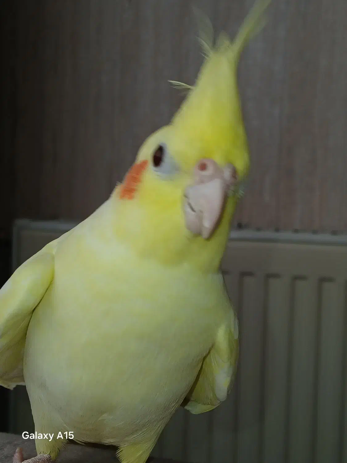 عروس هلندی ماده|پرنده|دیواندره, |دیوار