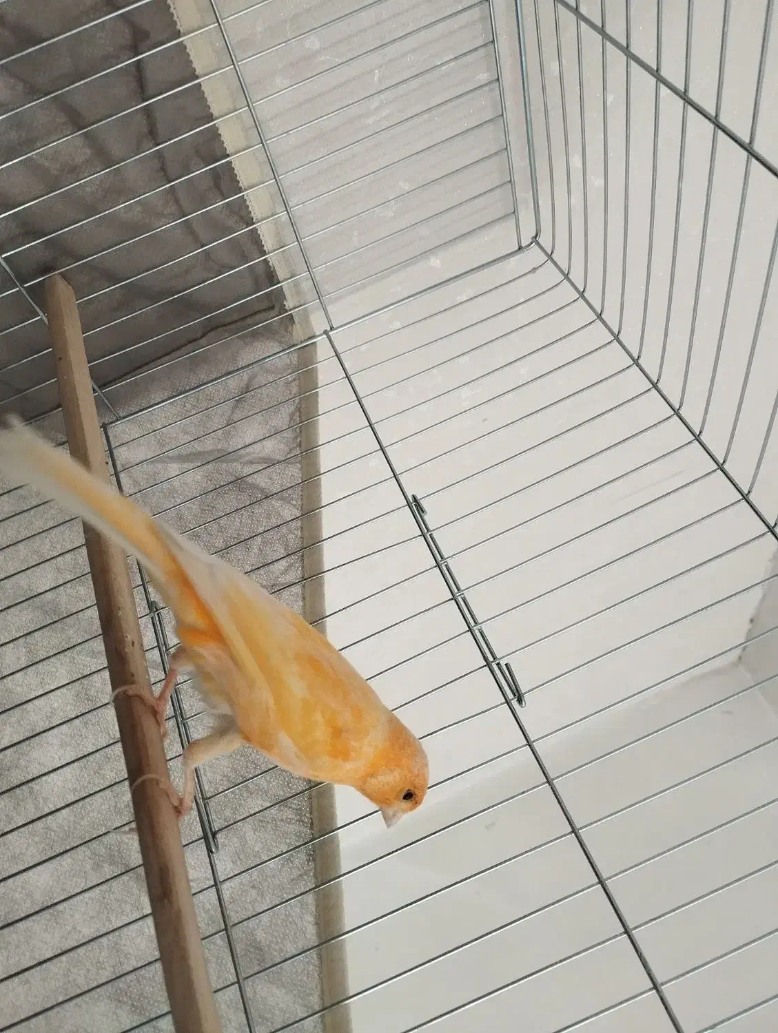 قناری|پرنده|شهر بابک, |دیوار