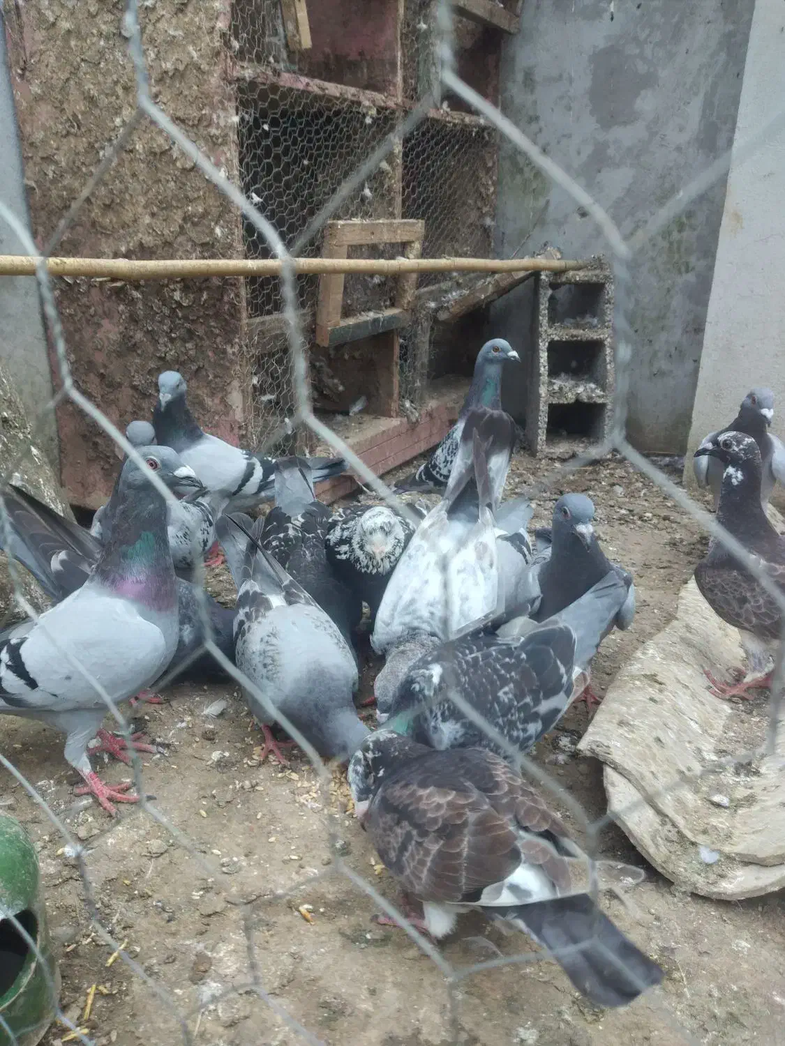 کبوتر پلاکی .مسافتی.|پرنده|کتالم و سادات شهر, |دیوار