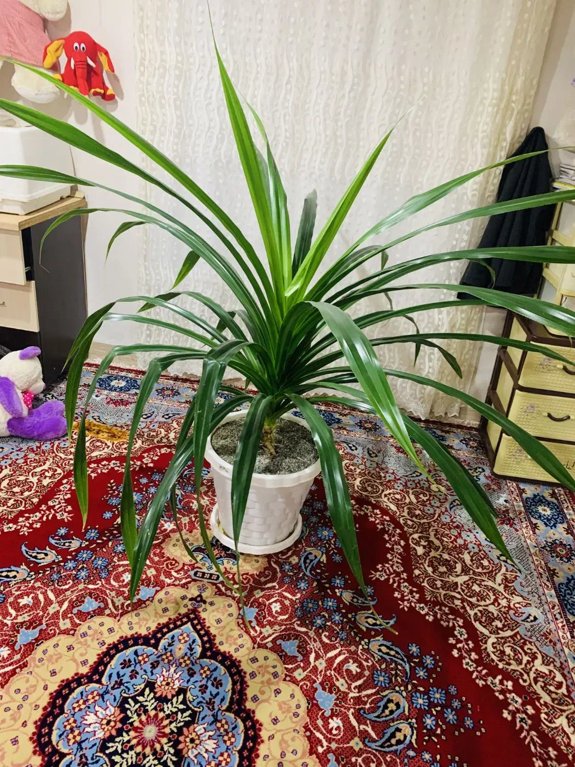 گل بزرگ|گل و گیاه طبیعی|بانه, |دیوار