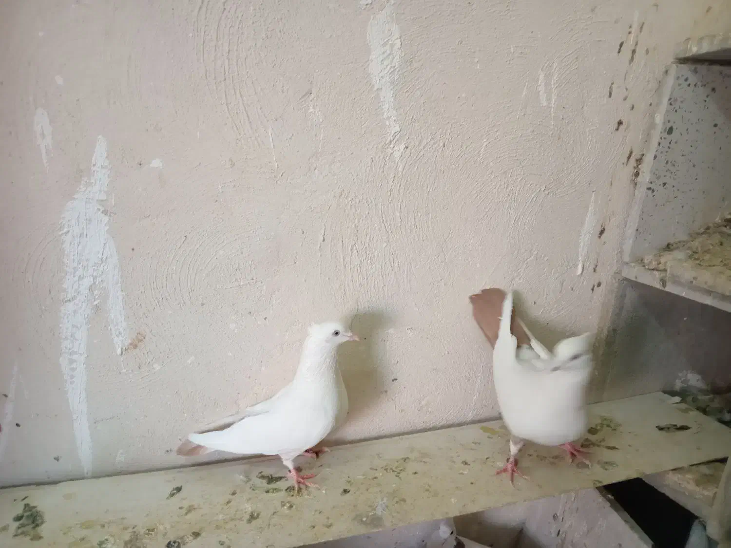 دم زرد|پرنده|هشتگرد, فاز ۷ مهستان|دیوار