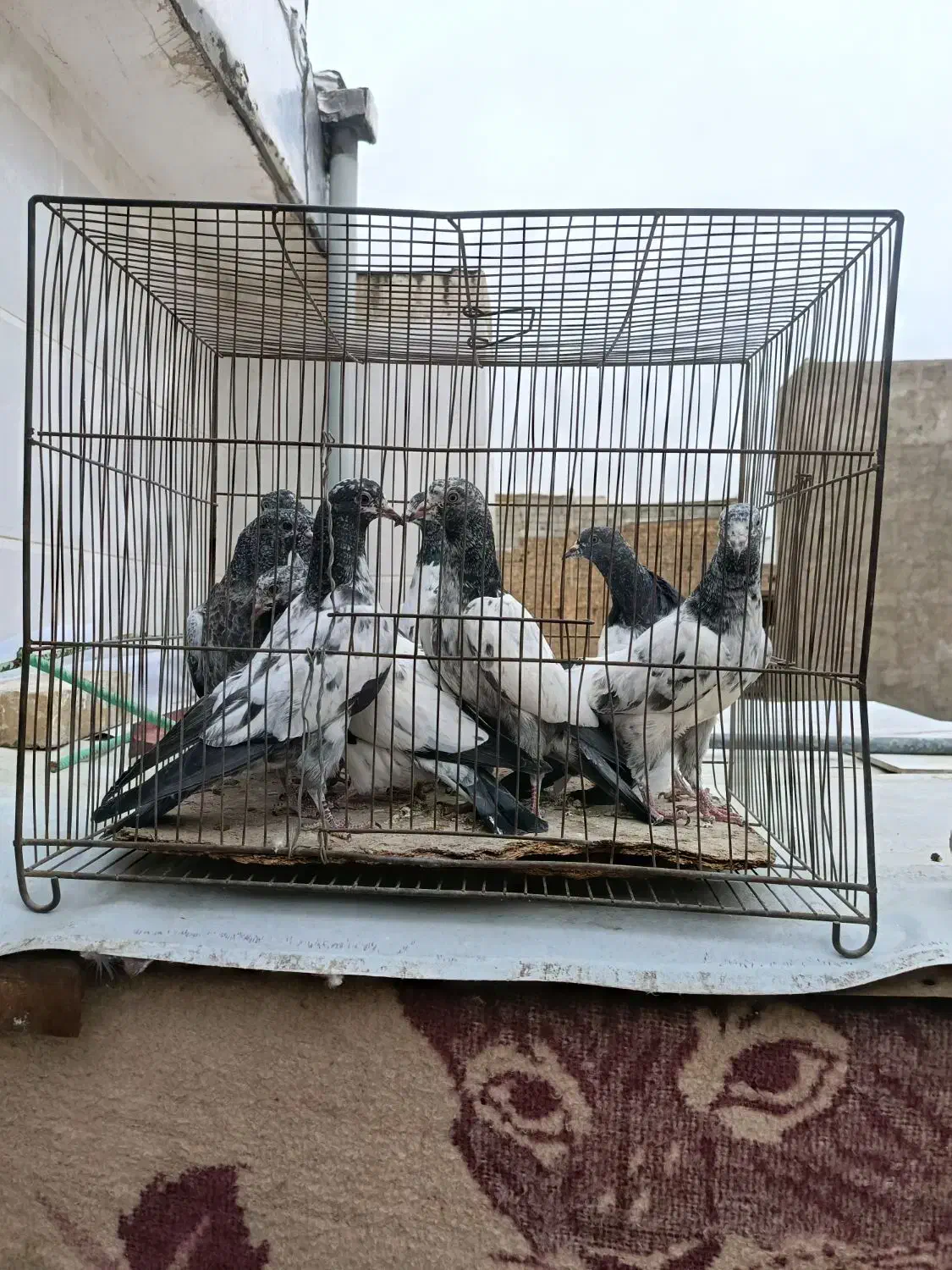 جوجه تیدی پاکستانی|پرنده|قم, ولیعصر|دیوار