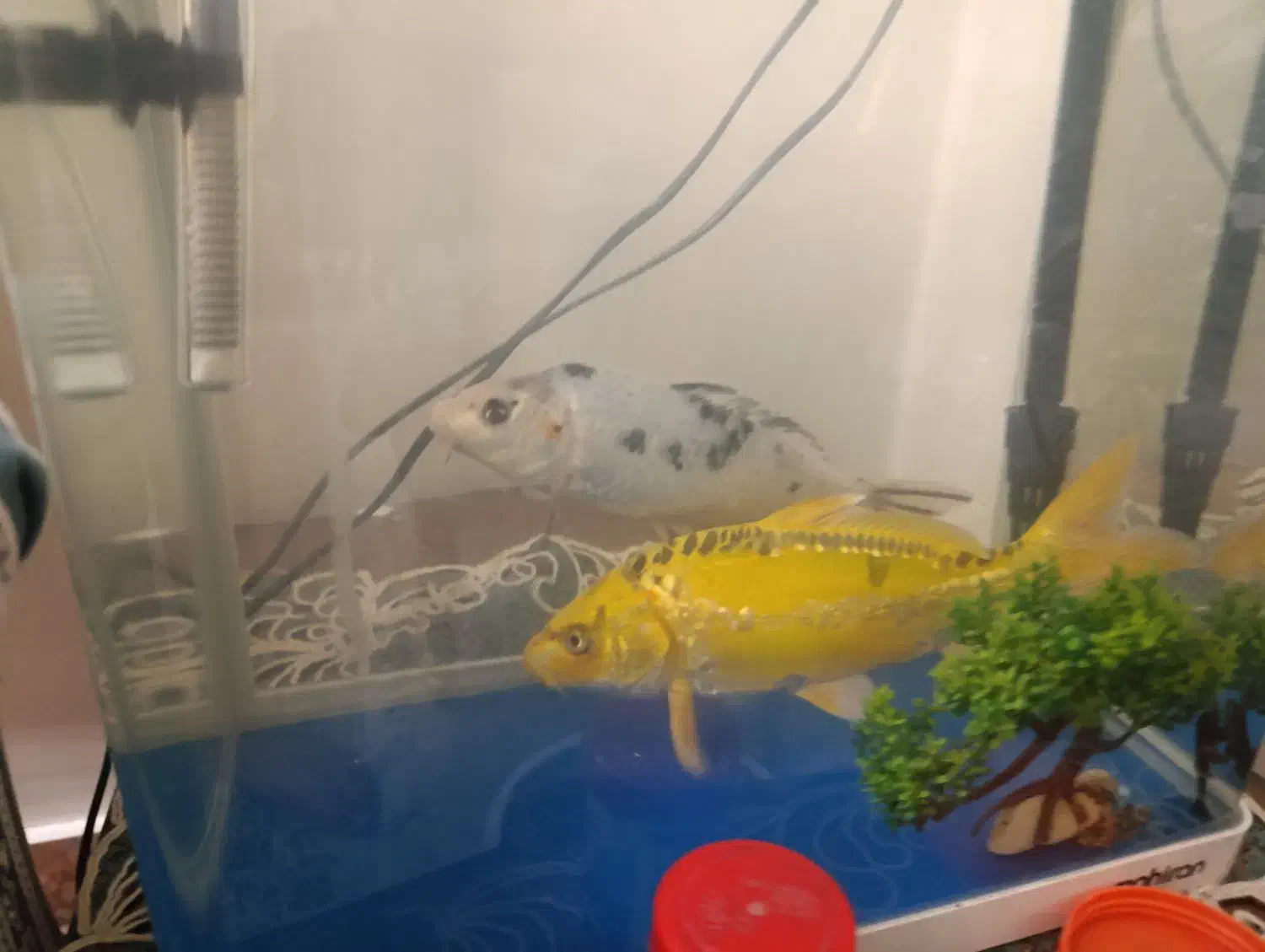 ماهی کوی ماهی فایتر|ماهی|تهران, توحید|دیوار