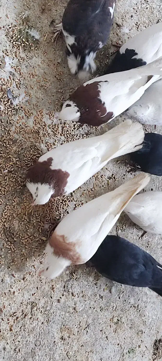 کبوتر فروش فوری|پرنده|سوق, |دیوار