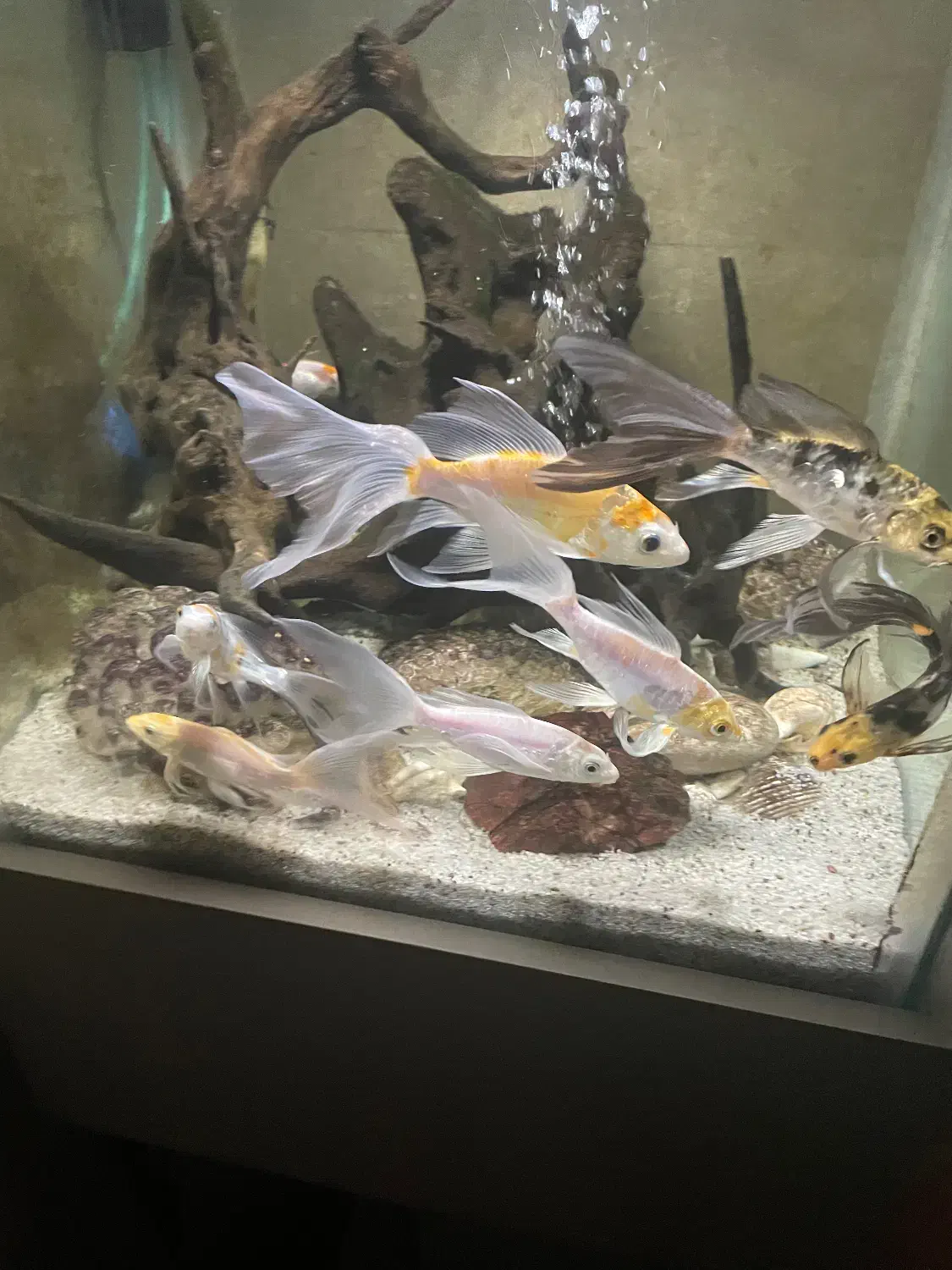 ماهی کوی|ماهی|یزد, |دیوار