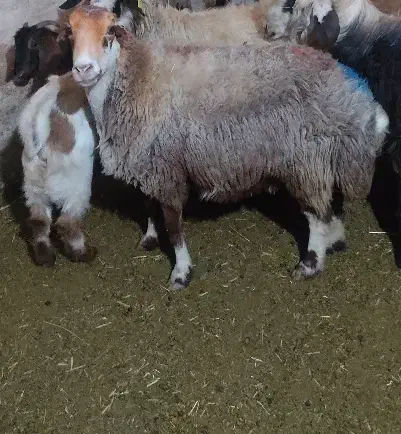 گوسفند فروشی|حیوانات مزرعه|دورود, |دیوار