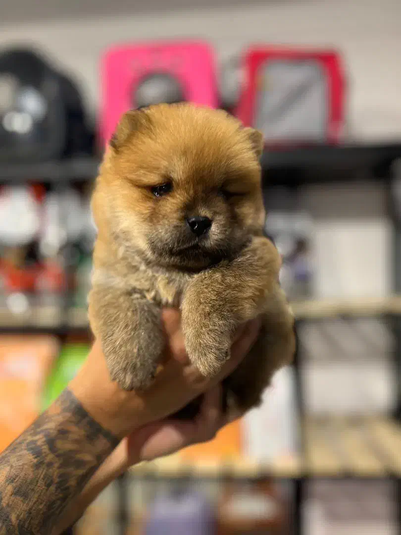 سگ چاوچاو|سگ|تهران, پاسداران|دیوار