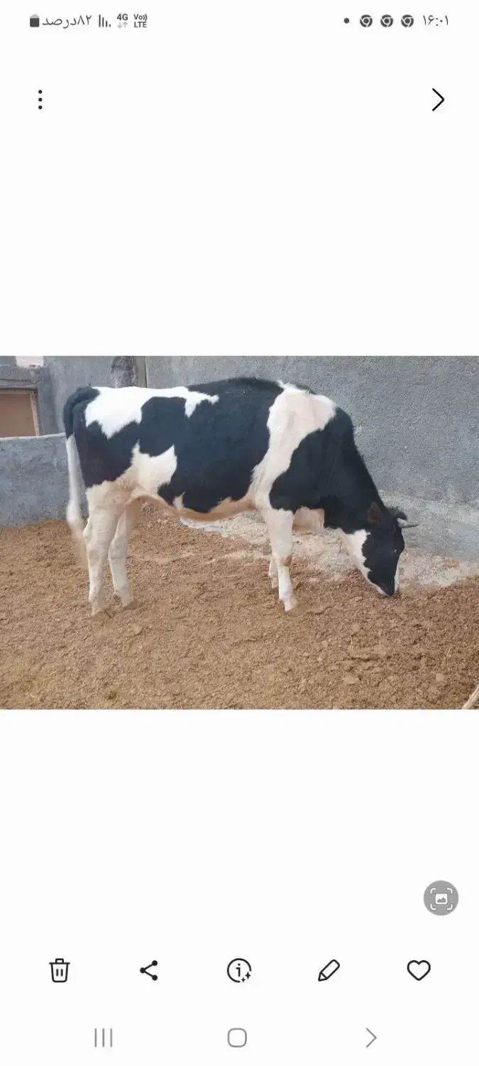 تلیسه اول شکم سیمنتال|حیوانات مزرعه|سرپل ذهاب, |دیوار