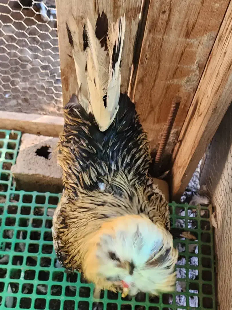 مرغ وخروس سلطان|حیوانات مزرعه|نوشهر, |دیوار