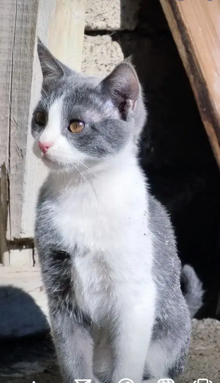 گربه گمشده|گربه|پیرانشهر, |دیوار