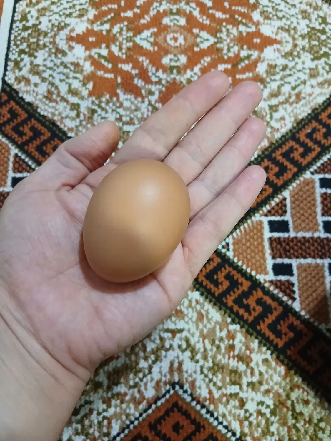 تخم مرغ بومی تازه|خوردنی و آشامیدنی|نجف‌آباد, شهید بهشتی|دیوار