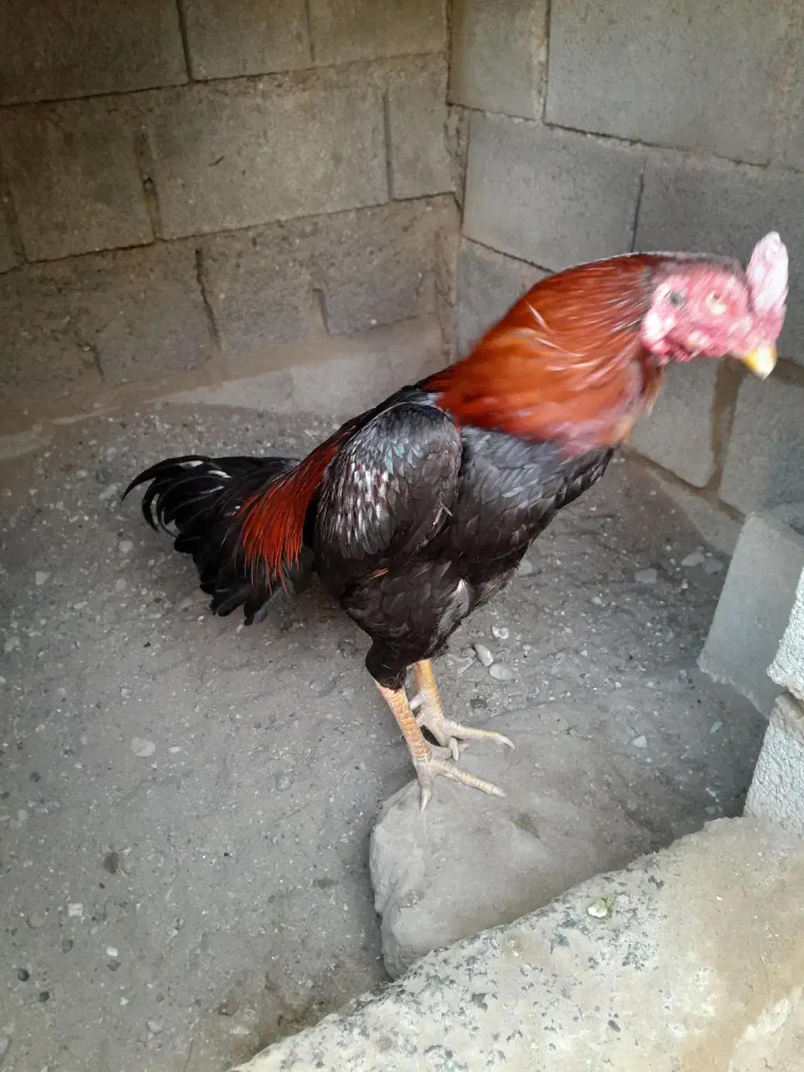 مرغ و خروس|حیوانات مزرعه|میناب, |دیوار