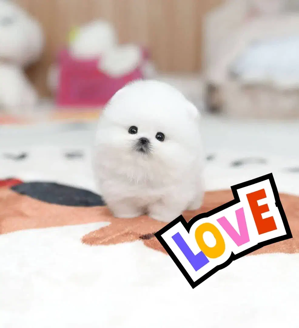 سگ جیبی|سگ|اصفهان, شاه پسند|دیوار