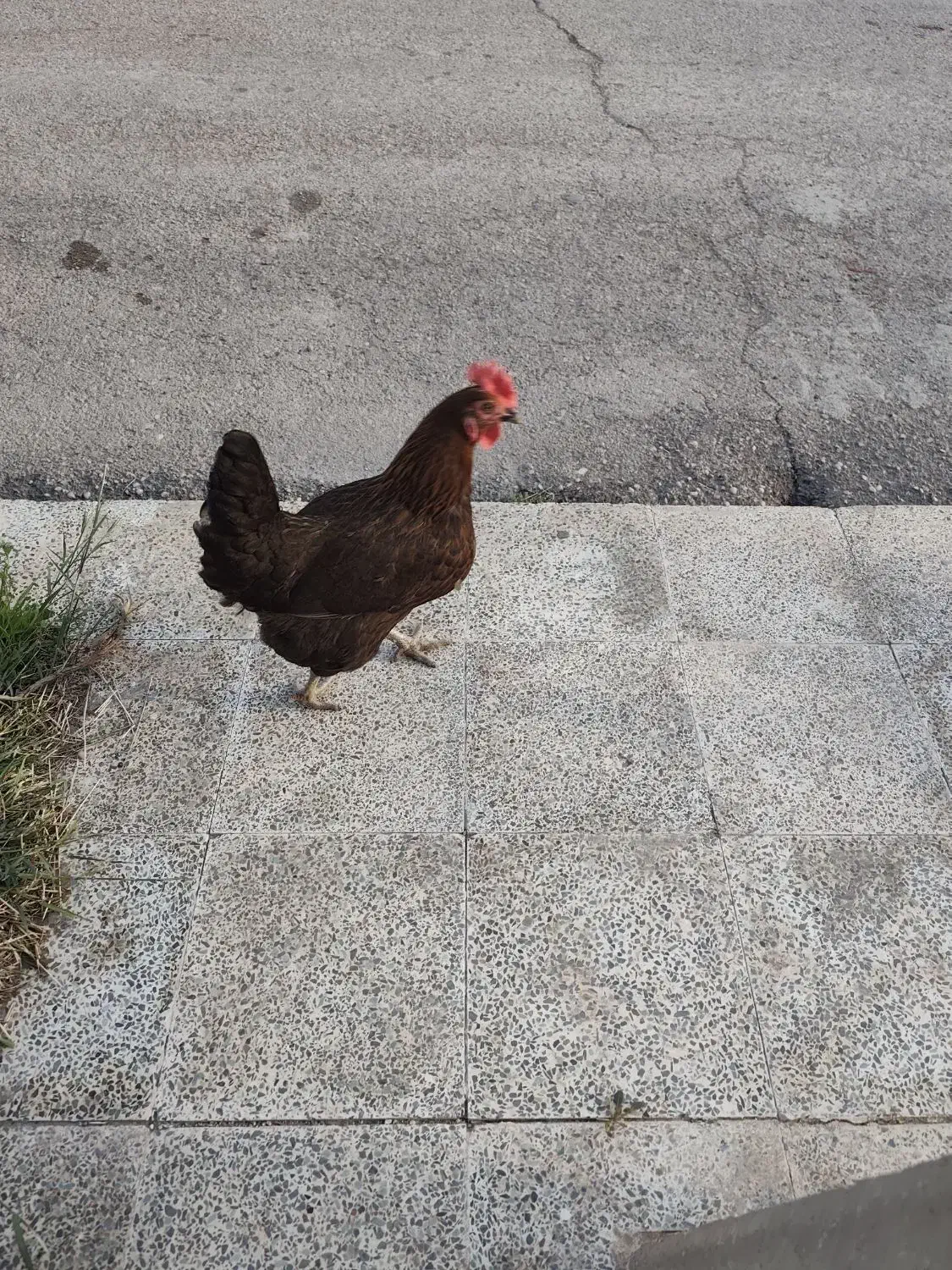 مرغ تخمگذار|حیوانات مزرعه|امیدیه, |دیوار