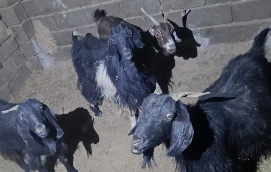 بز چاق|حیوانات مزرعه|شیراز, آبیاری|دیوار