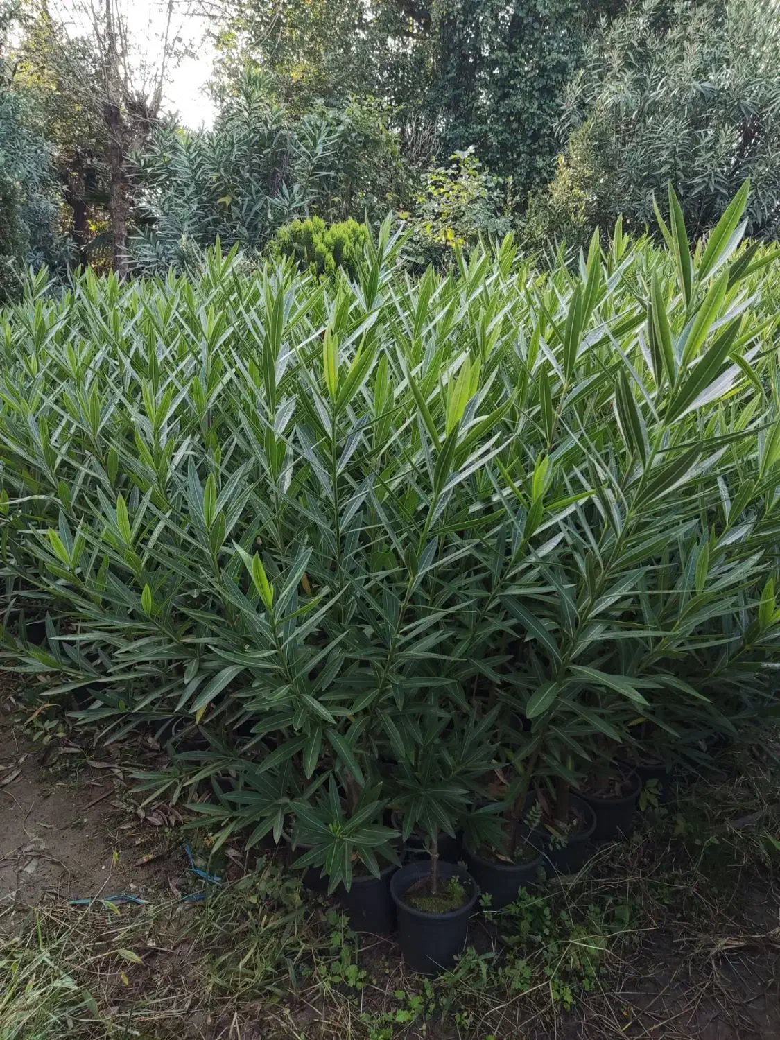 خرزهره ،میخک،مینیاتوری،شمشادطلایی،کاج|خدمات باغبانی و درختکاری|چابکسر, |دیوار