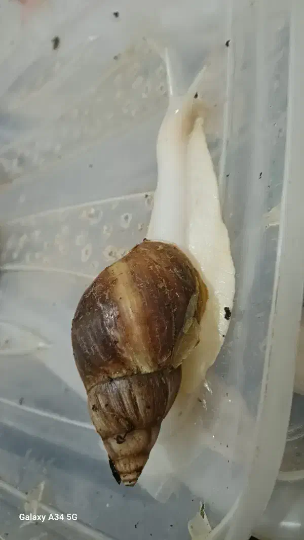 فروش حلزون وخاویار|خزنده|باقرشهر, |دیوار