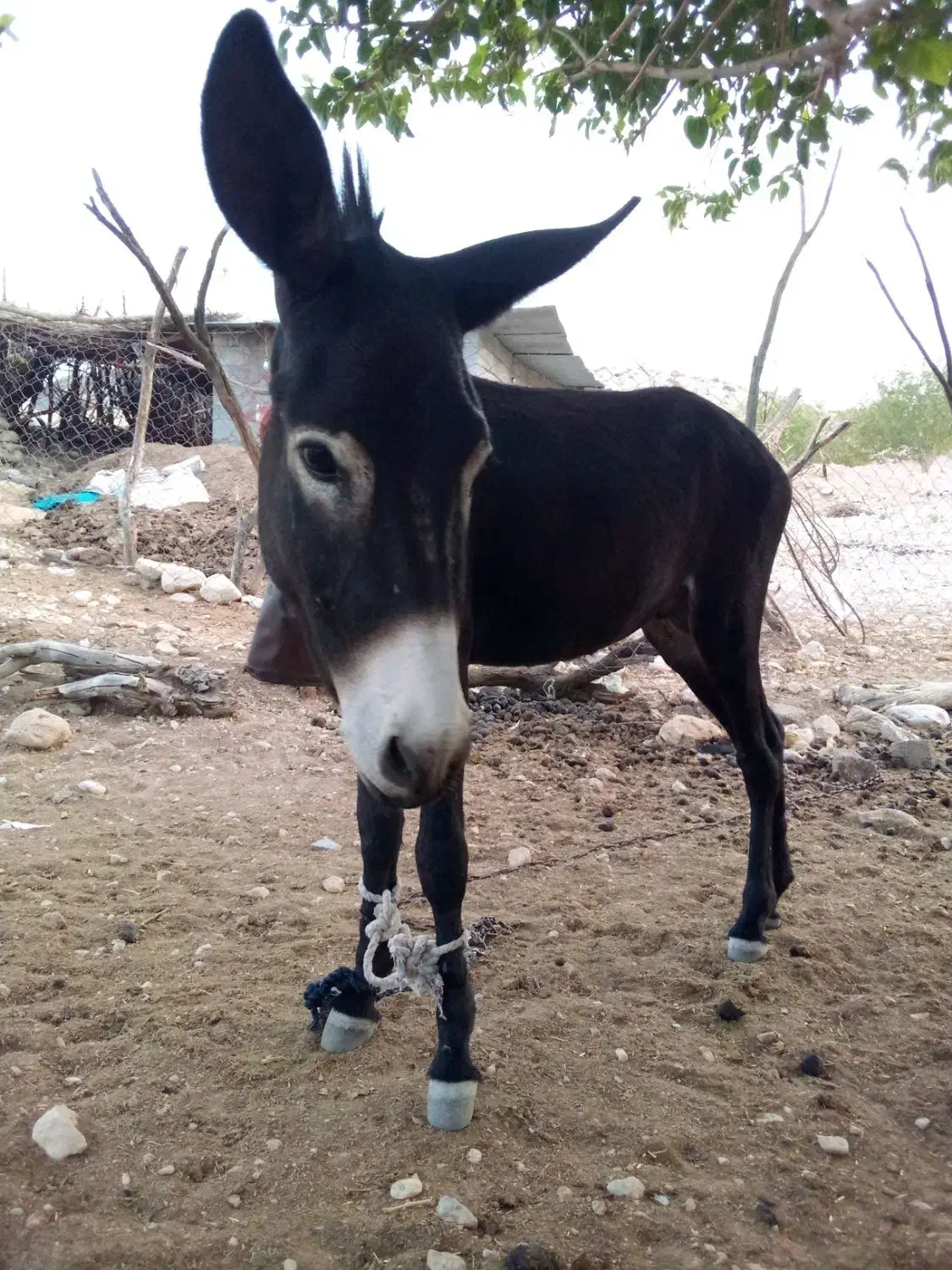 الاغ نر3ساله|حیوانات مزرعه|بندرعباس, |دیوار