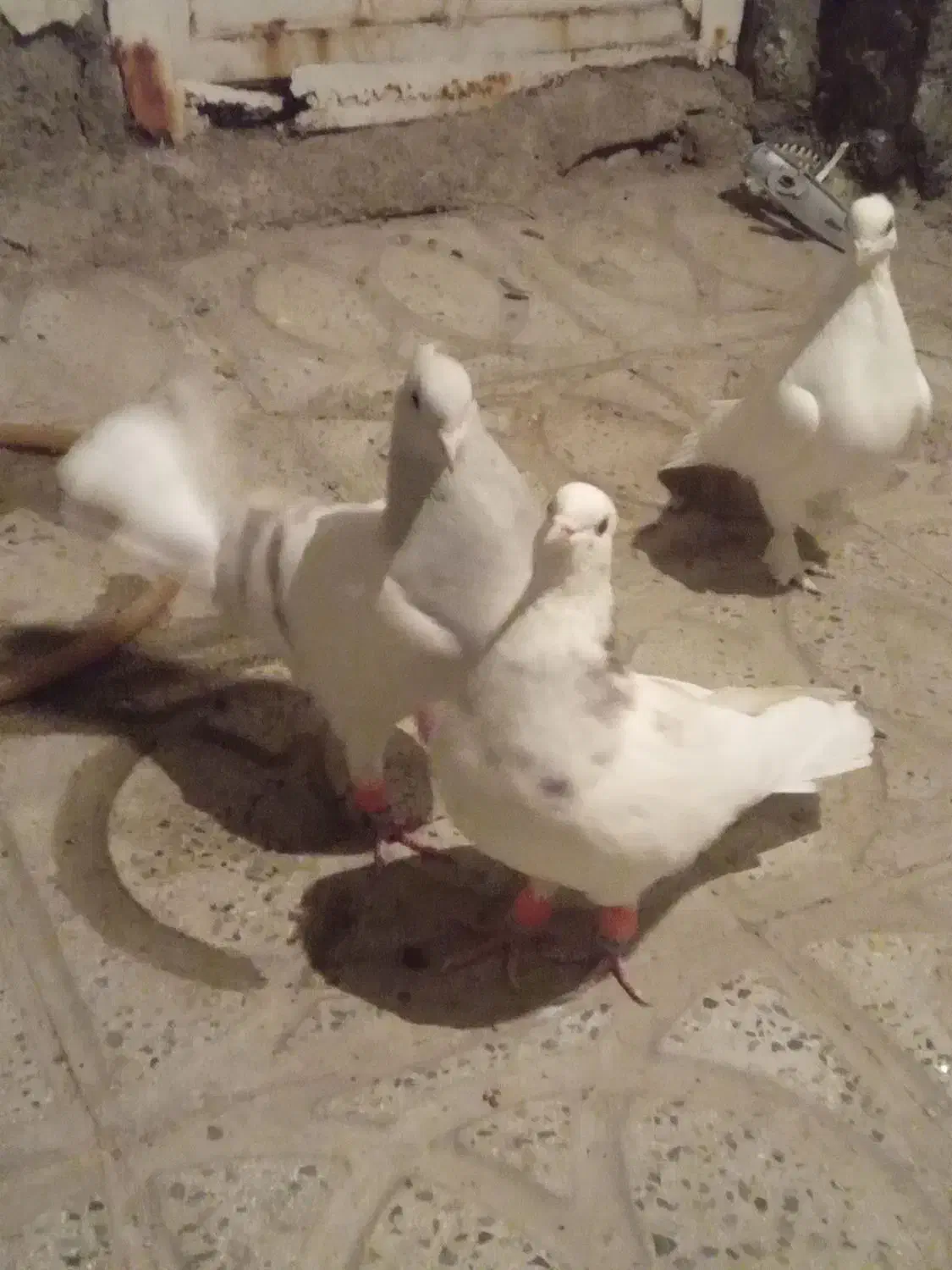 پرنده|پرنده|محمدیه-قزوین, |دیوار