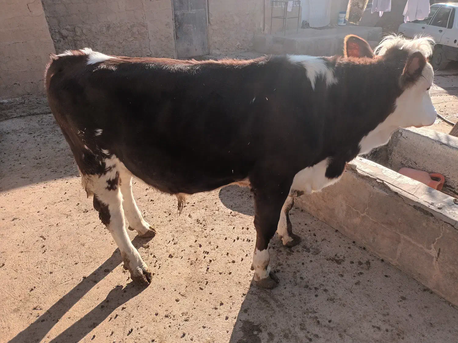 گوساله سیمنتال|حیوانات مزرعه|لیلان, |دیوار