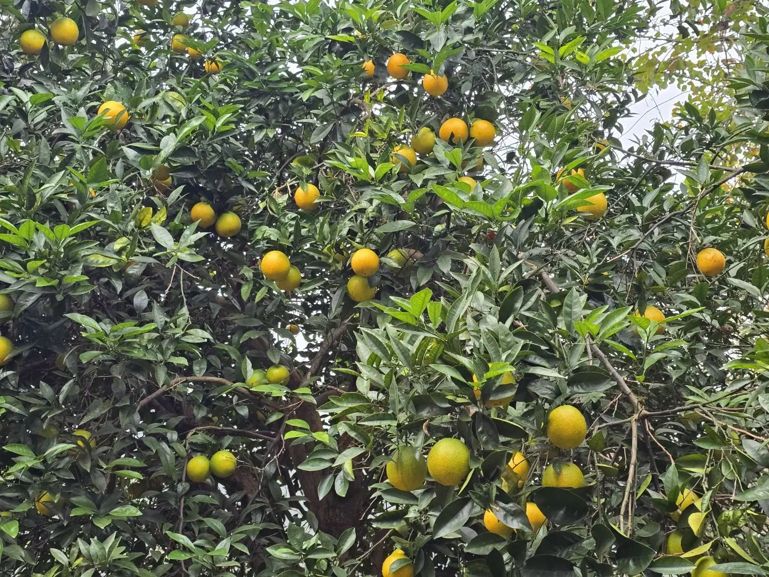 پرتقال تامسون تنکابن-عباسآباد|خوردنی و آشامیدنی|نشتارود, |دیوار