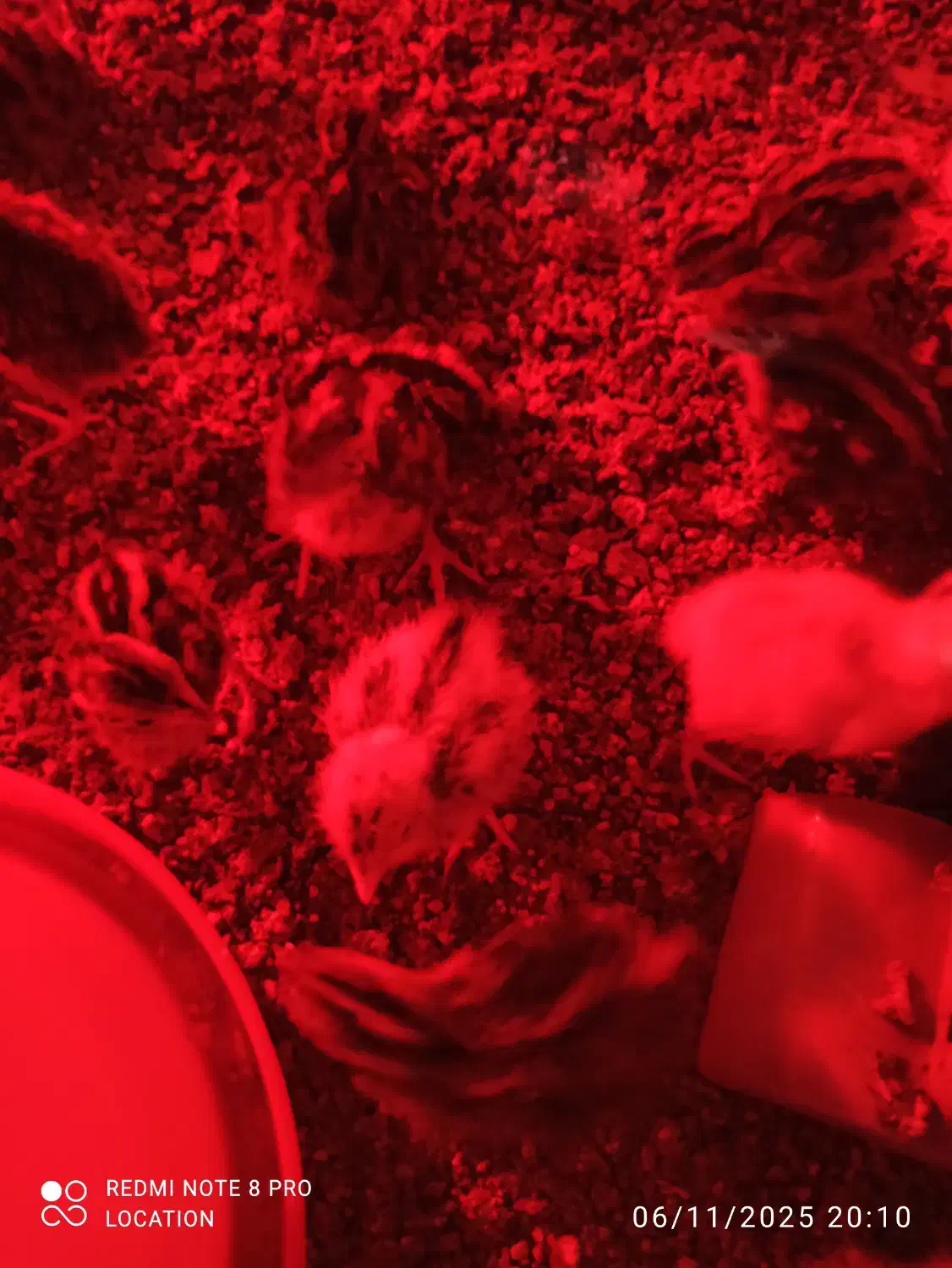 فروش مرغ و خروس بلدرچین ، جوجه ۵ روزه  ۱۵ تومان|حیوانات مزرعه|مشهد, توس فردوسی|دیوار