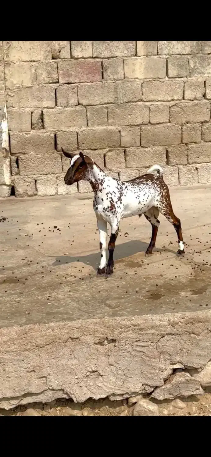 بزغاله خالص|حیوانات مزرعه|سنندج, |دیوار