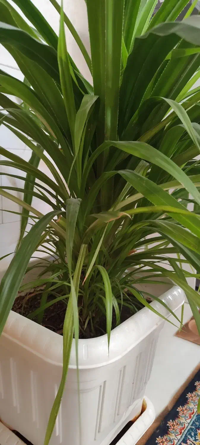 گل آپارتمانی|گل و گیاه طبیعی|شیراز, شهرک والفجر|دیوار