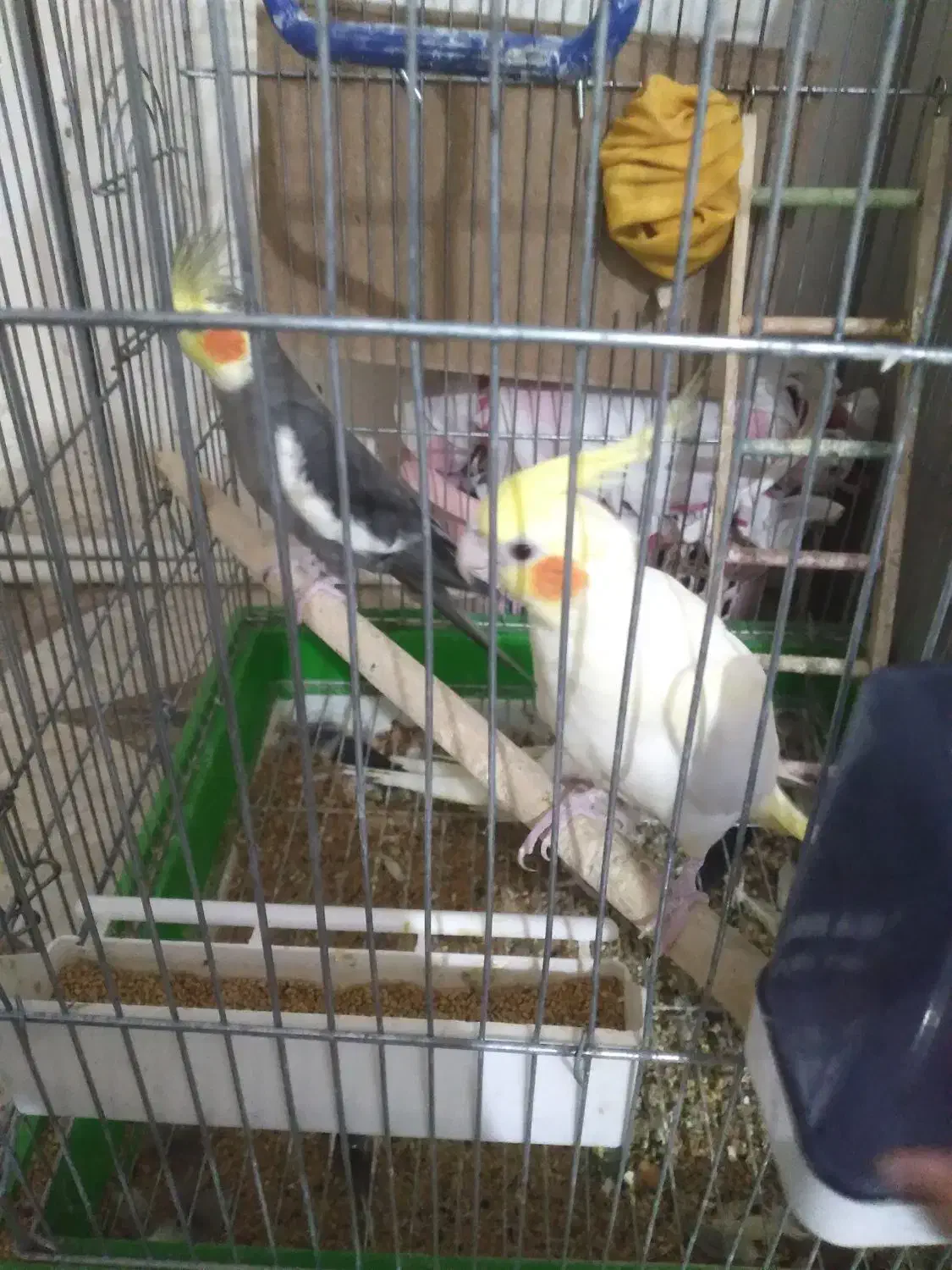 عروس هلندی|پرنده|قرچک, قشلاق جیتو|دیوار