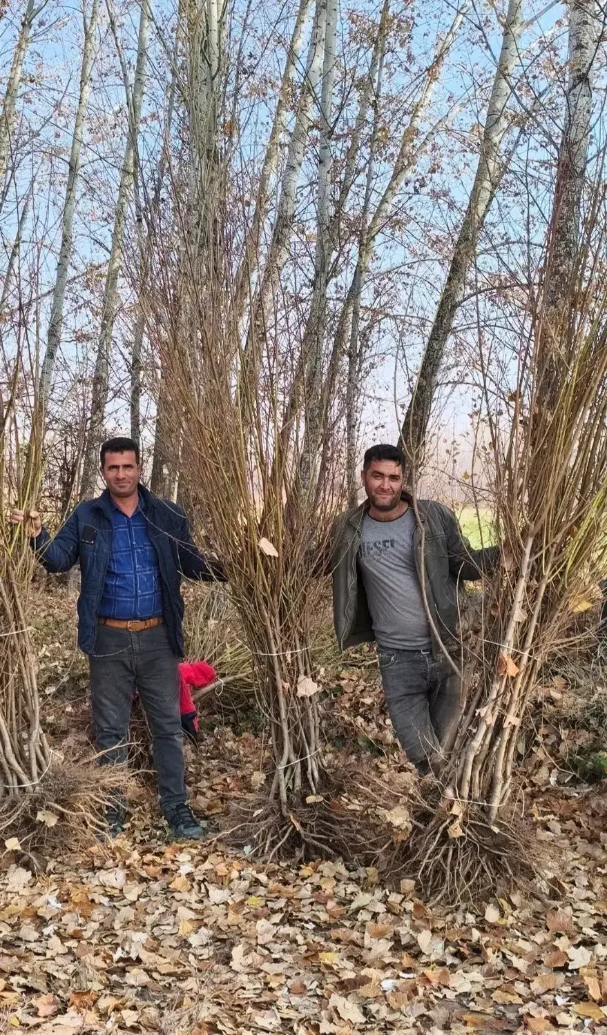 نهال هلو زردآلو بادام آذر پنجاه پسته آلوچه گردو|گل و گیاه طبیعی|تبریز, |دیوار