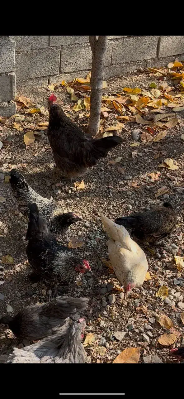 فروش مرغ و خروس|حیوانات مزرعه|لواسان, |دیوار