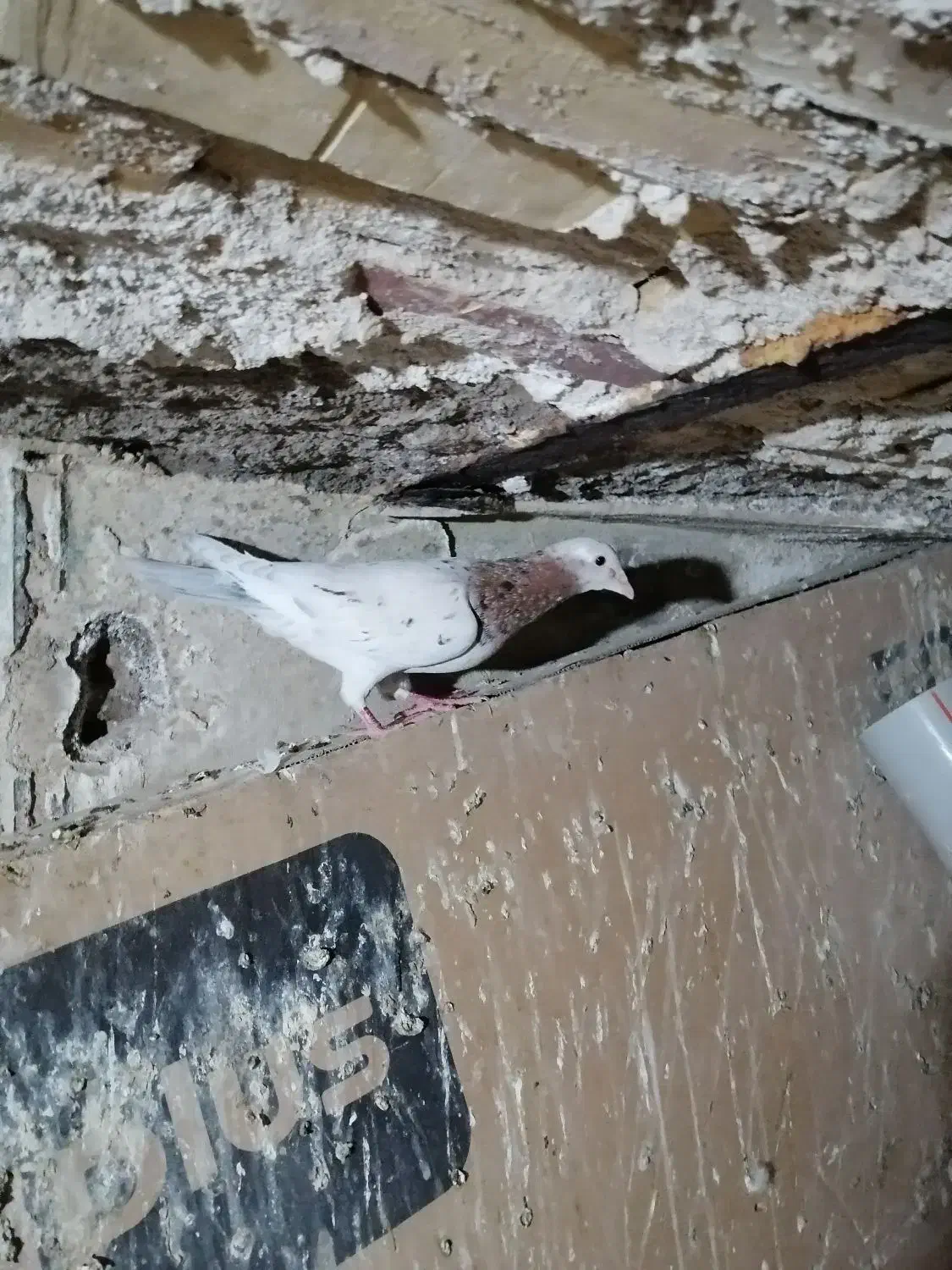 پرنده|پرنده|مشهد, قائم|دیوار