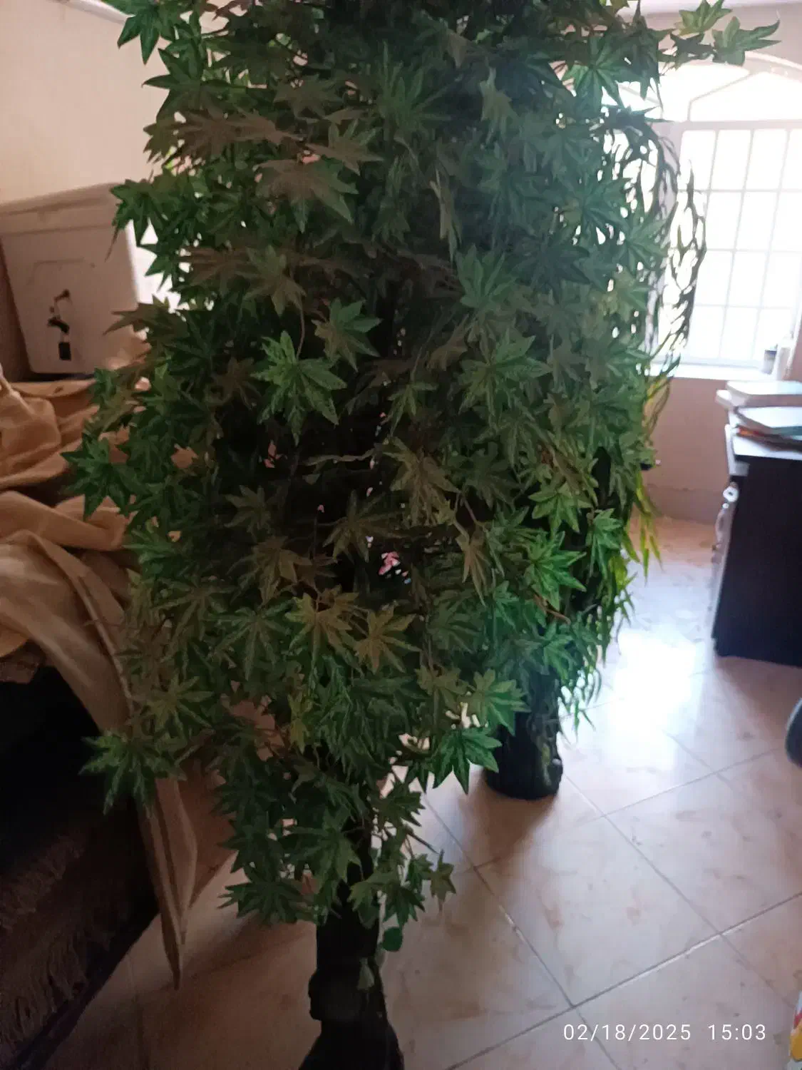 سه عدد درخت مصنوعی ارتفاع ۱۹۰|گل مصنوعی|شیراز, شهرک گلستان|دیوار