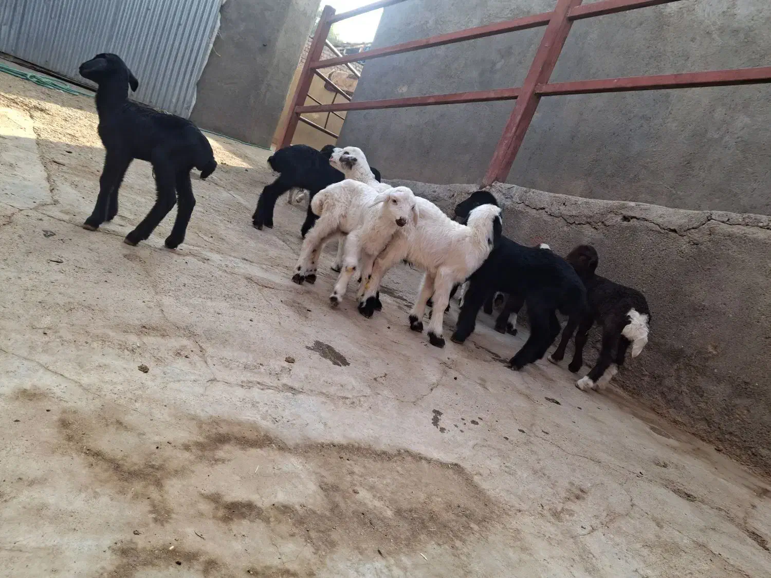 بره شیری|حیوانات مزرعه|سلفچگان, |دیوار