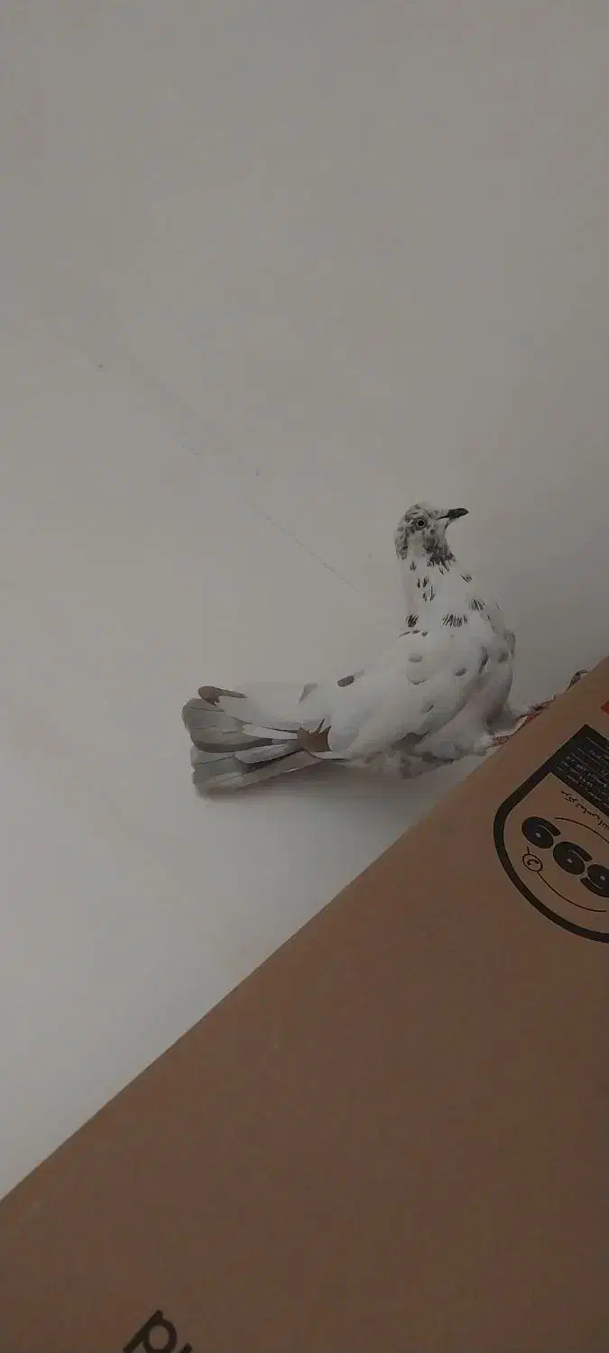 دوعد کبوتر|پرنده|ارومیه, |دیوار